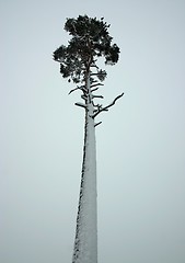 Image showing solitary pine tree