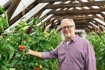 Image showing senior man growing tomatoes at farm greenhouse