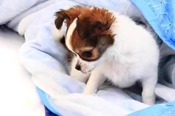 Image showing small chihuahua puppy is resting