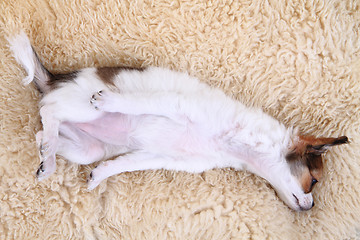 Image showing small chihuahua puppy is resting