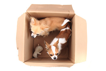 Image showing two chihuahua in the paper box