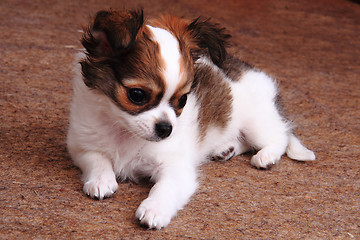 Image showing small chihuahua puppy is resting