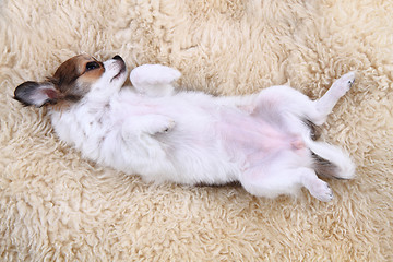 Image showing small chihuahua puppy is resting