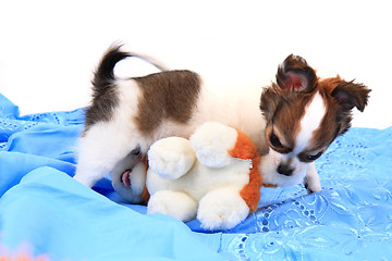 Image showing small chihuahua puppy is fighting