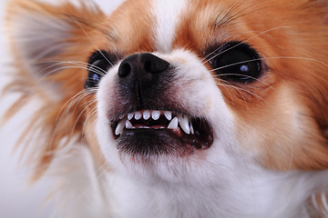 Image showing dangerous chihuahua face