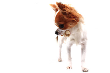 Image showing small chihuahua is eating dog snack