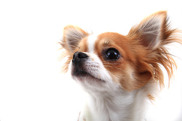 Image showing head of sweet chihuahua