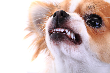 Image showing dangerous chihuahua face