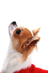 Image showing head of sweet chihuahua