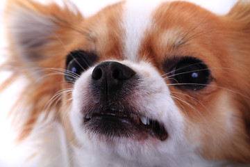 Image showing dangerous chihuahua face