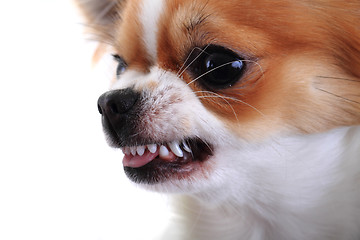 Image showing dangerous chihuahua face