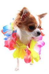 Image showing small chihuahua in the different clothes isolated