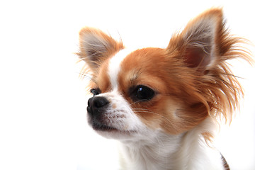 Image showing head of sweet chihuahua