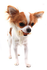 Image showing small chihuahua is eating dog snack