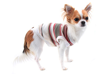 Image showing small chihuahua in the different clothes isolated