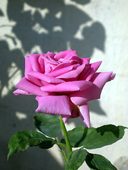 Image showing Rose