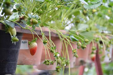 Image showing Fresh strawberries that are grown in greenhouses