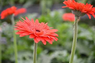 Image showing Gerbera flower in a garden