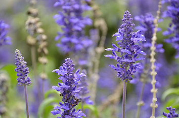 Image showing Blooming blue bugleweeds Ajuga