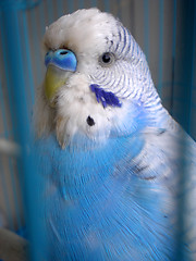 Image showing Parrot