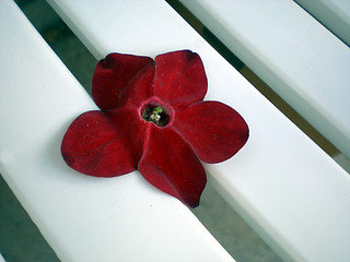 Image showing Flower