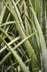 Image showing Leaves of aloe vera plant