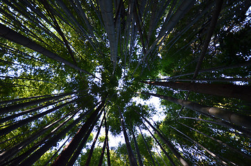 Image showing Green and natural bamboo forest  