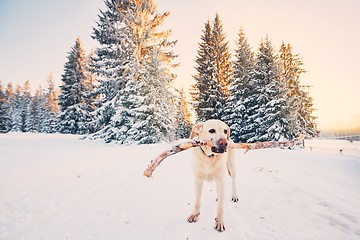 Image showing Dog in winter nature