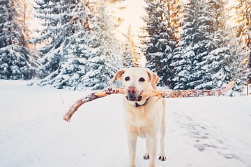 Image showing Dog in winter nature