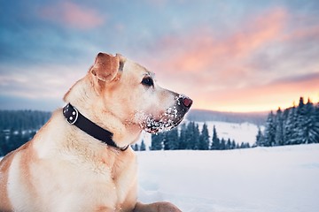 Image showing Dog in mountains in winter