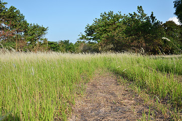 Image showing Pampas grass flowe field