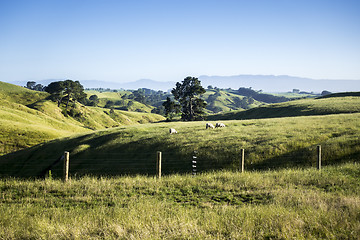 Image showing landscape Matamata