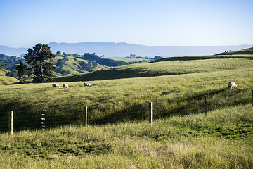 Image showing landscape Matamata