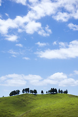 Image showing typical landscape in north New Zealand