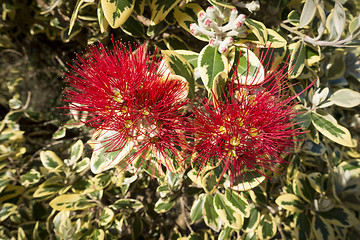 Image showing pohutukawa tree red blossom