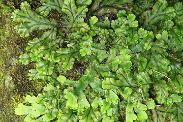 Image showing lichen green texture\r\n