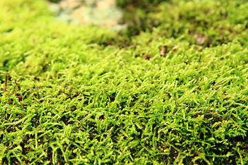 Image showing green moss texture