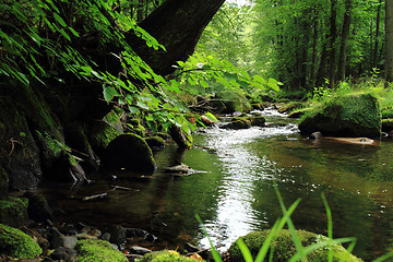 Image showing river in the green spring forest