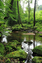 Image showing river in the green spring forest