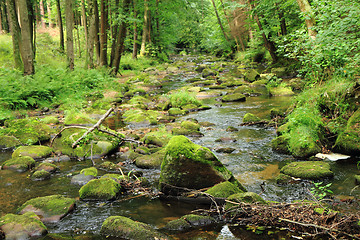 Image showing river in the green spring forest