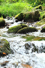 Image showing river in the green spring forest