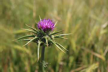 Image showing thistle