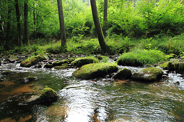 Image showing river in the green spring forest