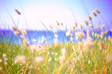 Image showing Bunny Tails Grass Lagurus Ovatus