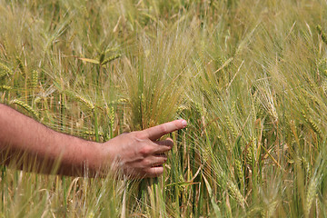 Image showing Wheat