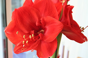 Image showing Amaryllis Hippeastrum