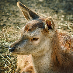 Image showing Portrait of Deer