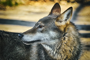 Image showing Portrait of Wolf