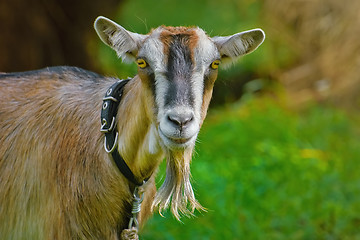 Image showing Portrait of Billy Goat