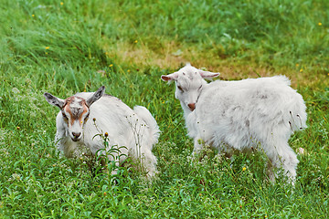 Image showing Goatlings in the Grass